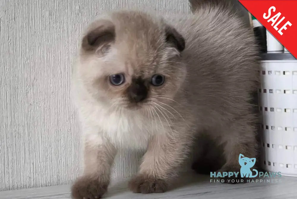 Justin Scottish Fold male black pointed live animals