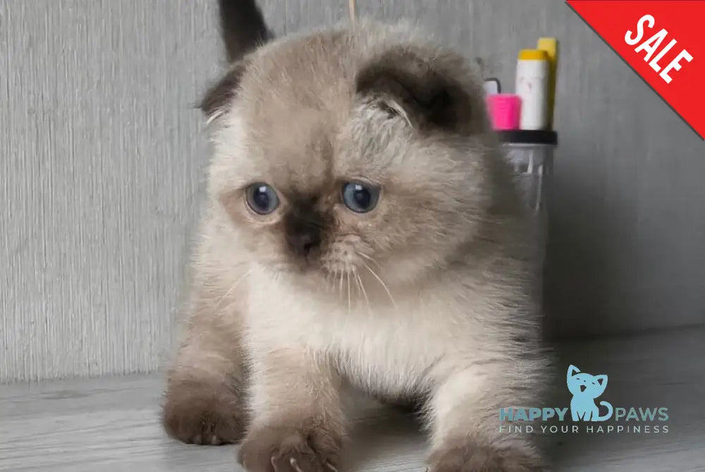 Justin Scottish Fold male black pointed live animals