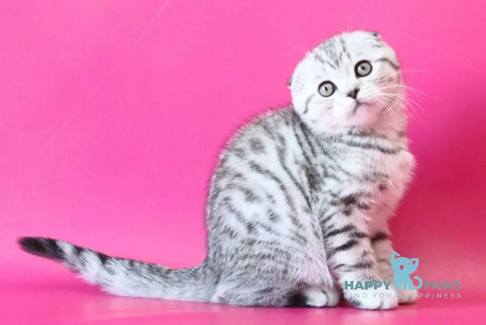 Justin Scottish Fold male black silver spotted tabby live animals