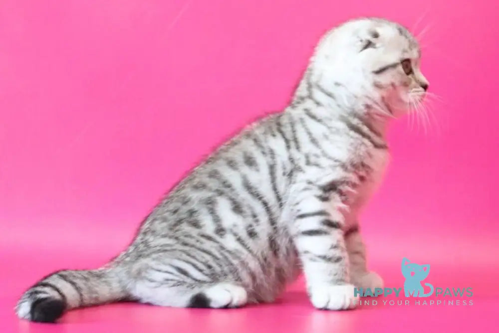 Justin Scottish Fold male black silver spotted tabby live animals