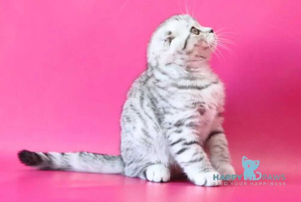Justin Scottish Fold male black silver spotted tabby live animals