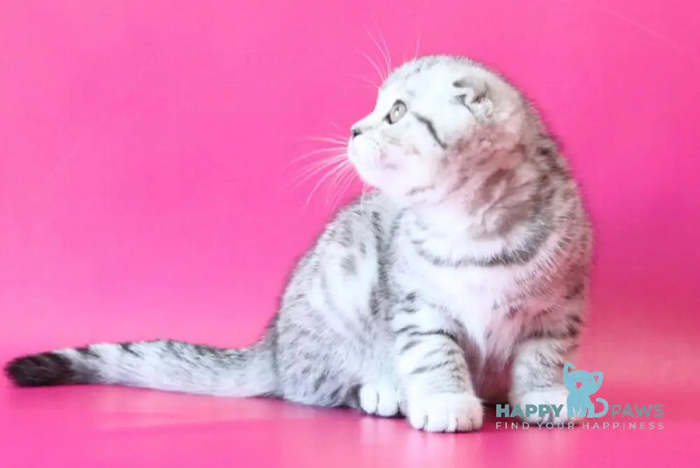 Justin Scottish Fold male black silver spotted tabby live animals