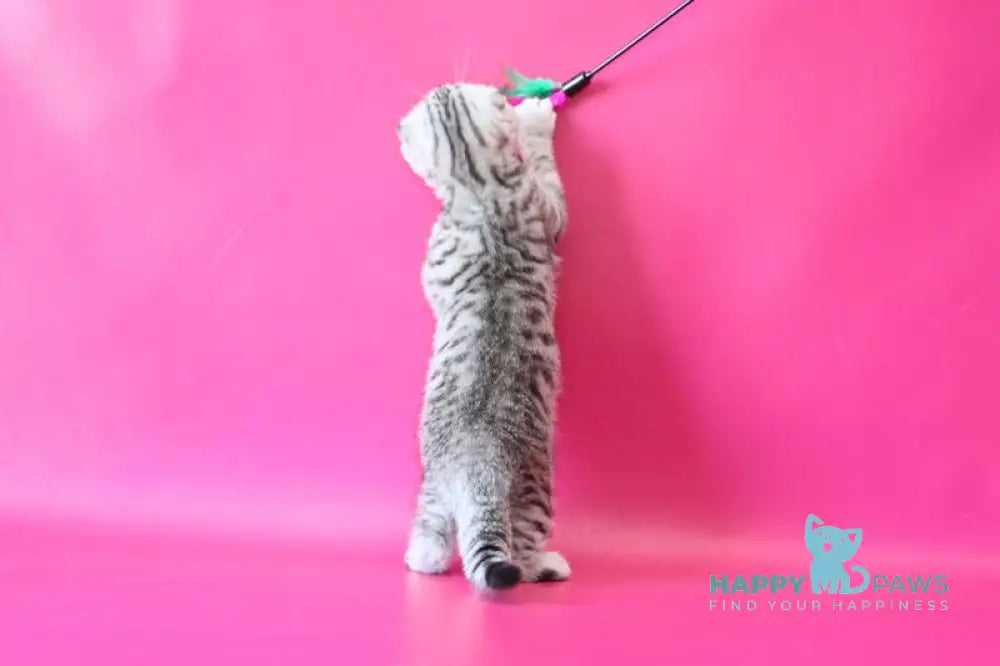 Justin Scottish Fold male black silver spotted tabby live animals