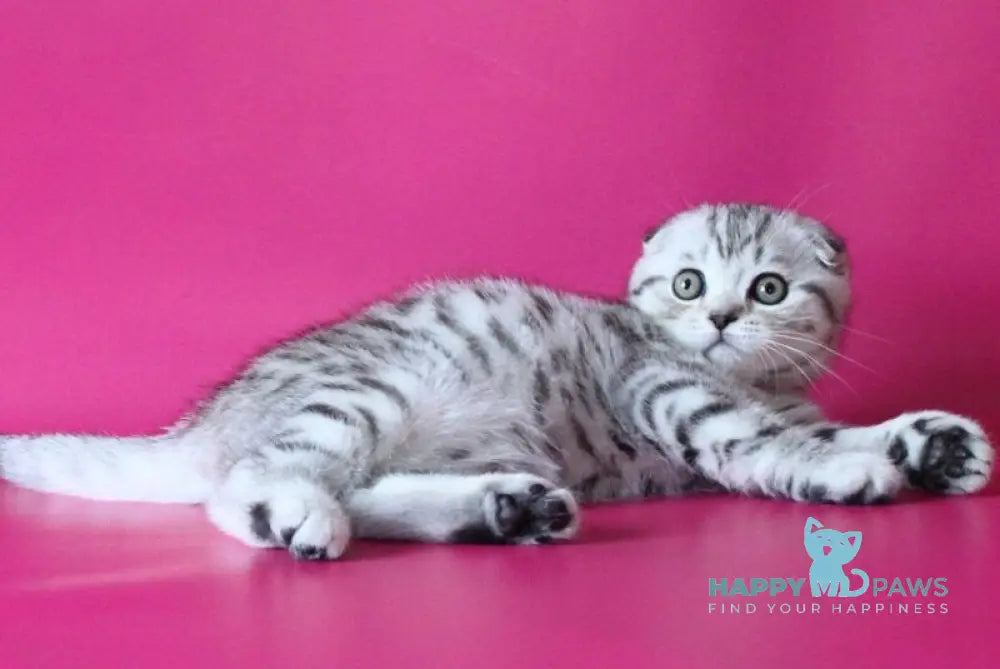 Justin Scottish Fold male black silver spotted tabby live animals