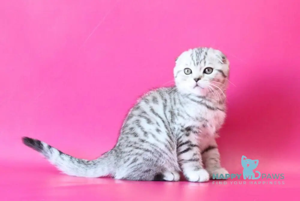 Justin Scottish Fold male black silver spotted tabby live animals