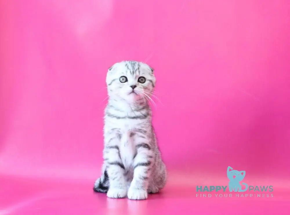 Justin Scottish Fold male black silver spotted tabby live animals