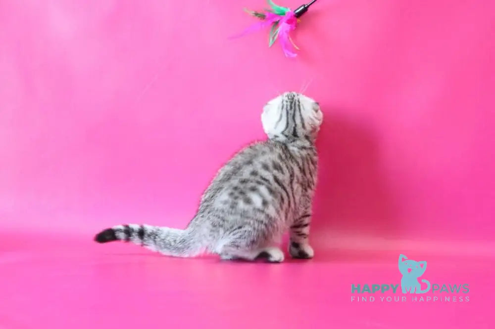 Justin Scottish Fold male black silver spotted tabby live animals