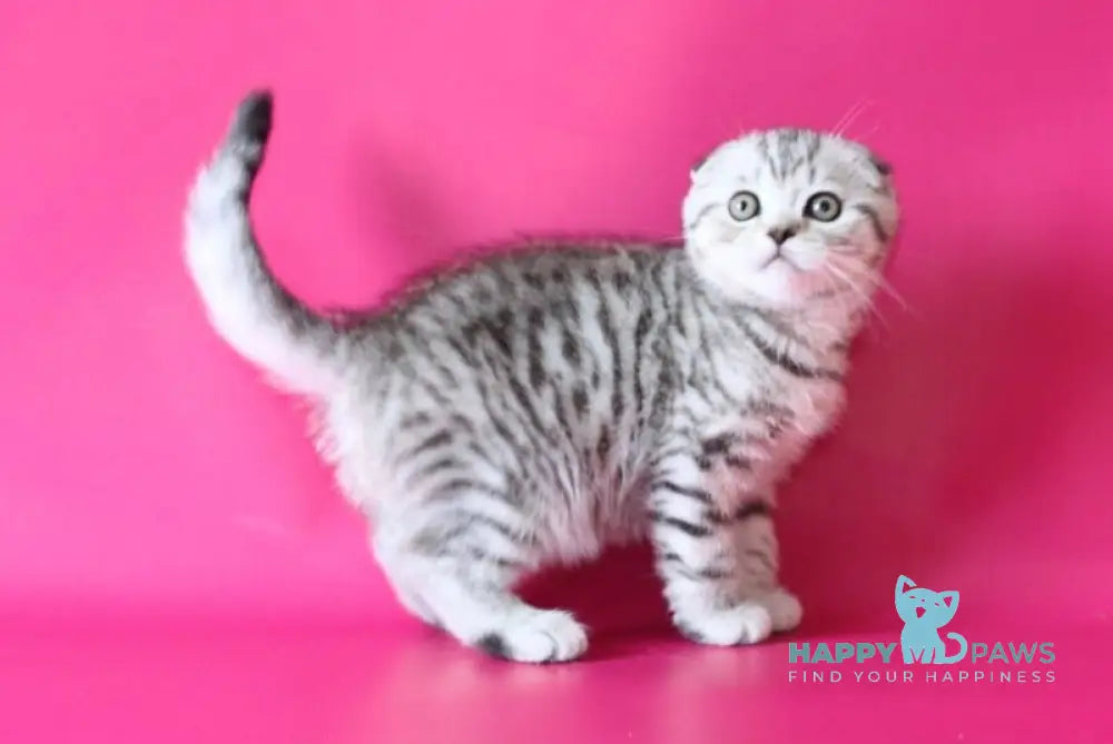 Justin Scottish Fold male black silver spotted tabby live animals