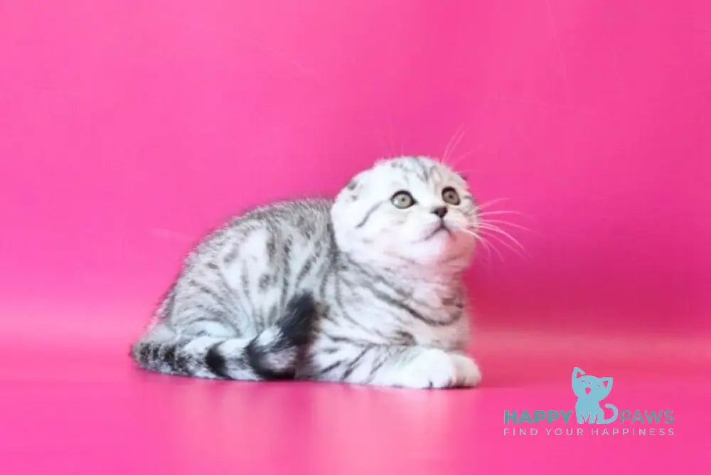 Justin Scottish Fold male black silver spotted tabby live animals