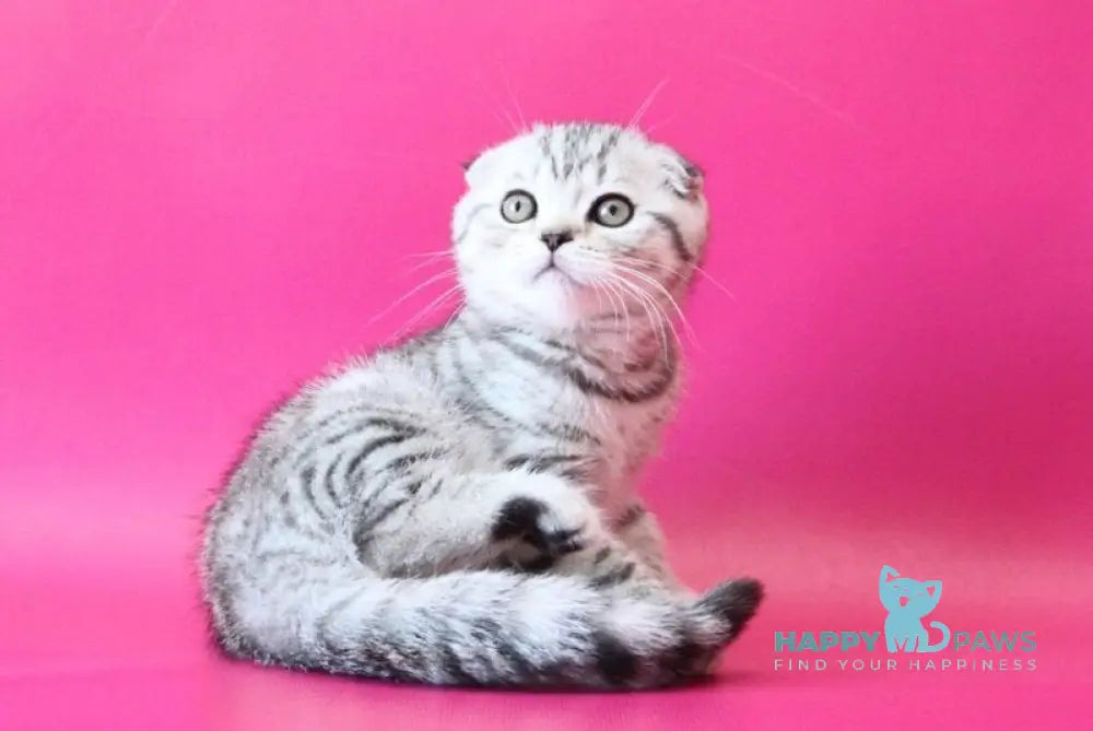 Justin Scottish Fold male black silver spotted tabby live animals
