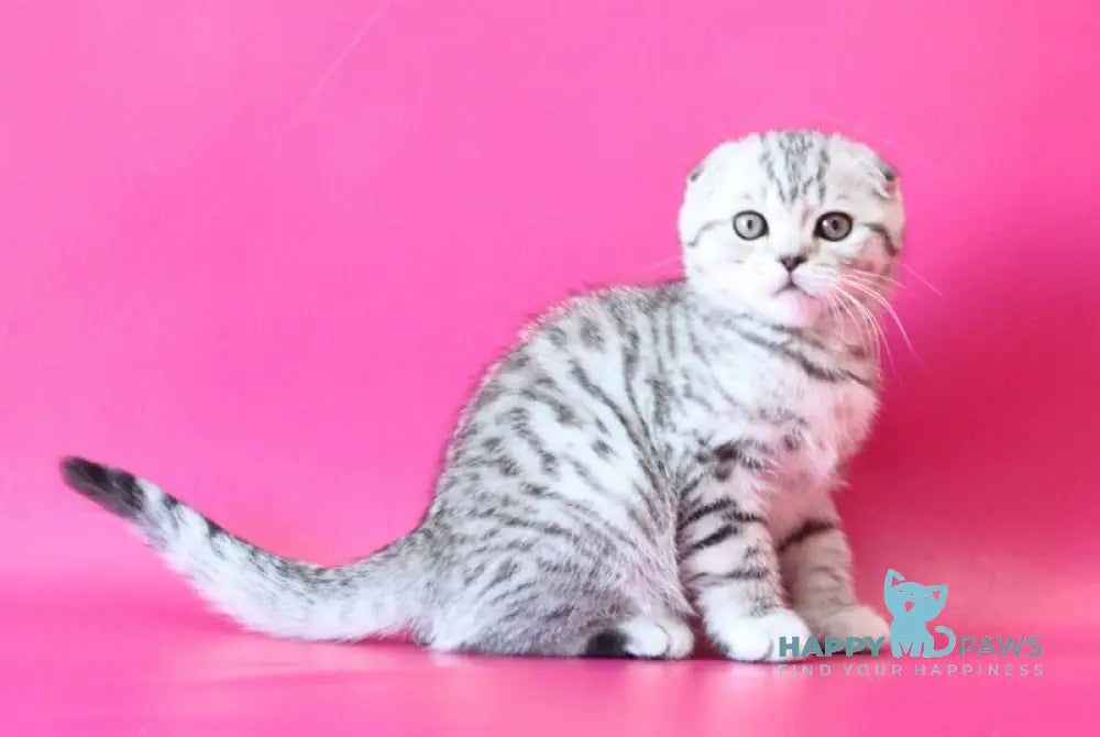 Justin Scottish Fold male black silver spotted tabby live animals