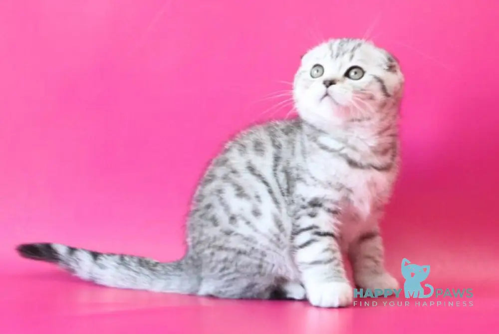 Justin Scottish Fold male black silver spotted tabby live animals