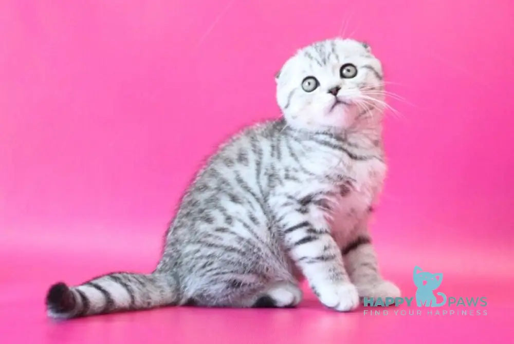 Justin Scottish Fold male black silver spotted tabby live animals