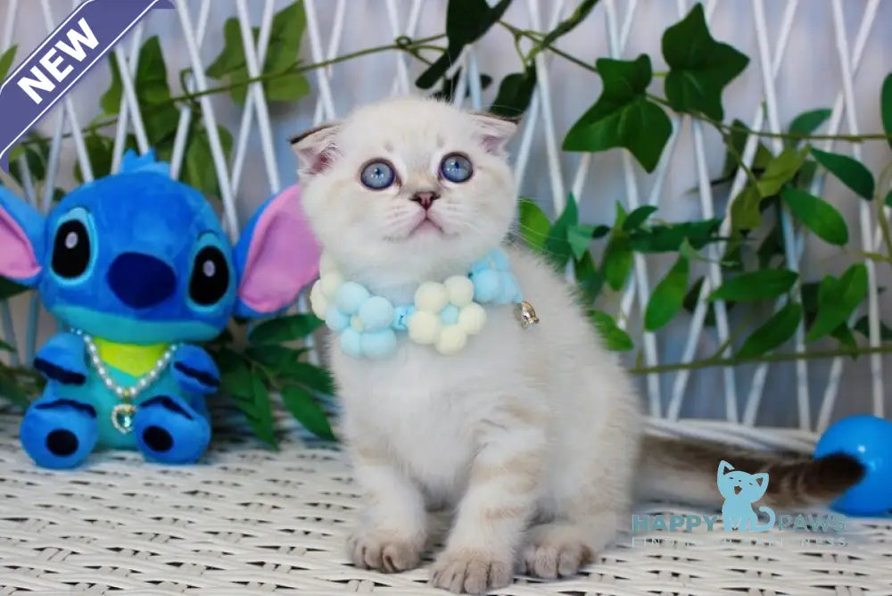 Justin Scottish Fold male chocolate golden tabby pointed live animals