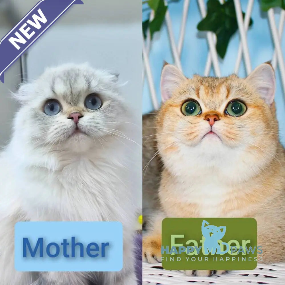 Justin Scottish Fold male chocolate golden tabby pointed live animals