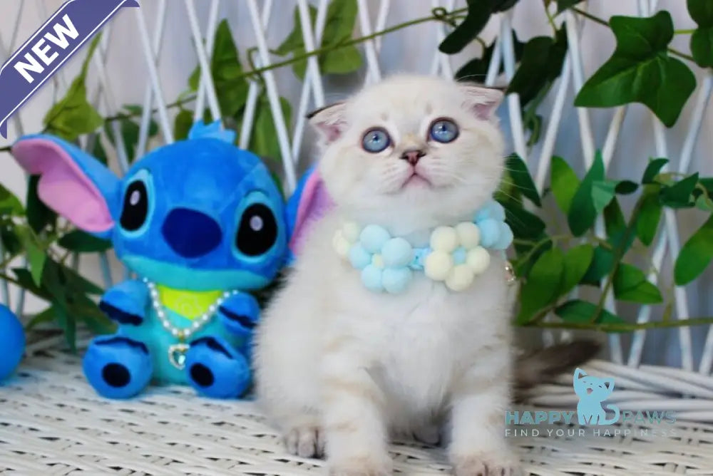 Justin Scottish Fold male chocolate golden tabby pointed live animals