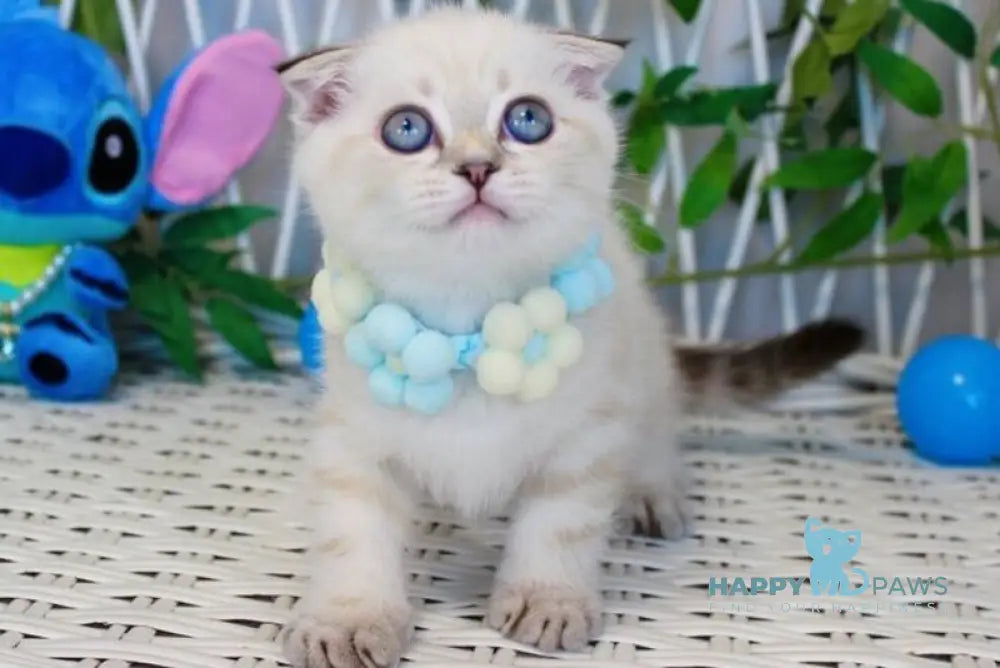 Justin Scottish Fold male chocolate golden tabby pointed live animals