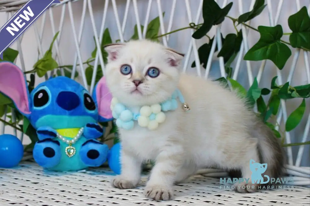 Justin Scottish Fold male chocolate golden tabby pointed live animals