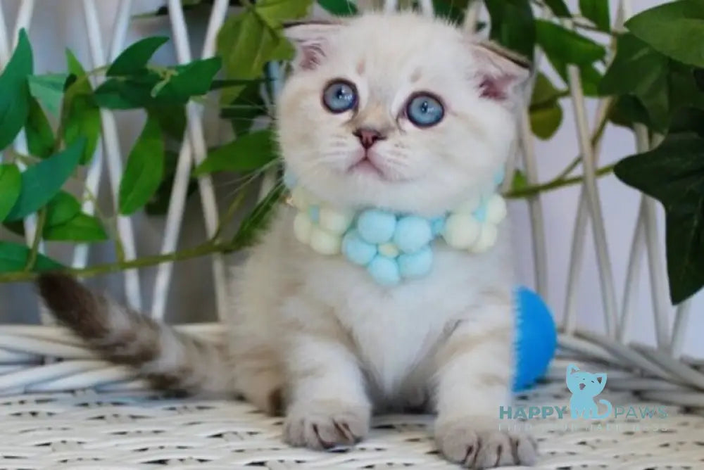 Justin Scottish Fold male chocolate golden tabby pointed live animals