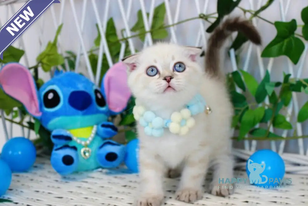 Justin Scottish Fold male chocolate golden tabby pointed live animals