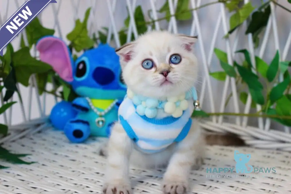 Justin Scottish Fold male chocolate golden tabby pointed live animals