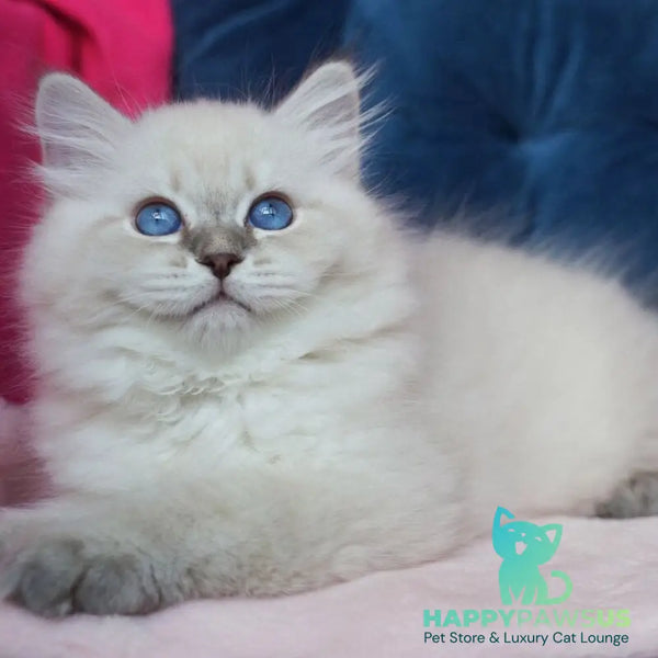 Justina Neva Masquerade female blue tabby pointed - live animals