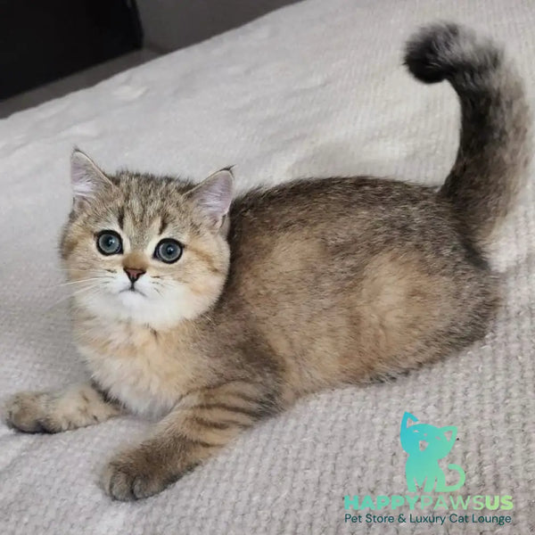 Kababis British Shorthair male black golden ticked tabby - live animals