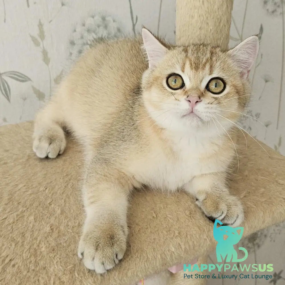 Kabachok British Shorthair male black golden shaded - live animals