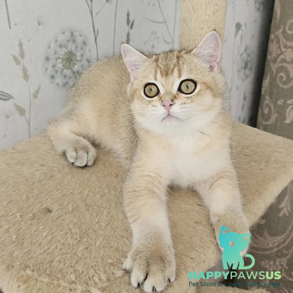Kabachok British Shorthair male black golden shaded - live animals