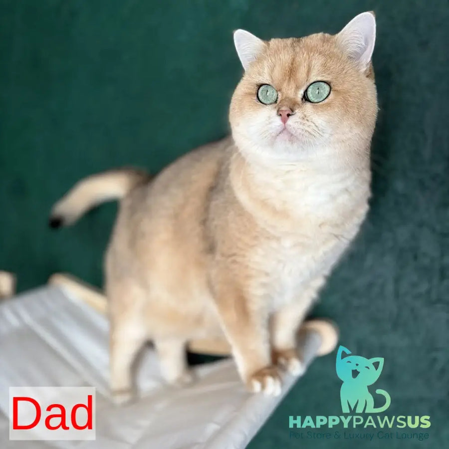 Kabachok British Shorthair male black golden shaded - live animals