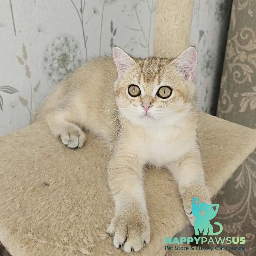Kabachok British Shorthair male black golden shaded - live animals