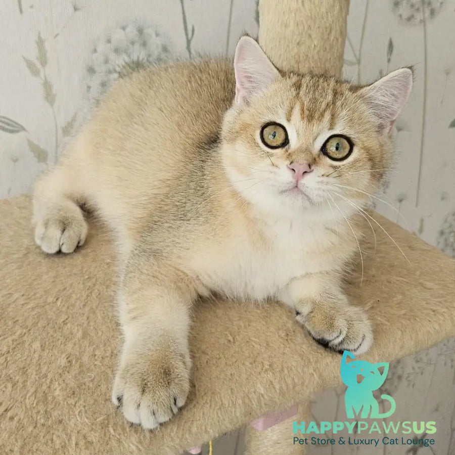 Kabachok British Shorthair male black golden shaded - live animals