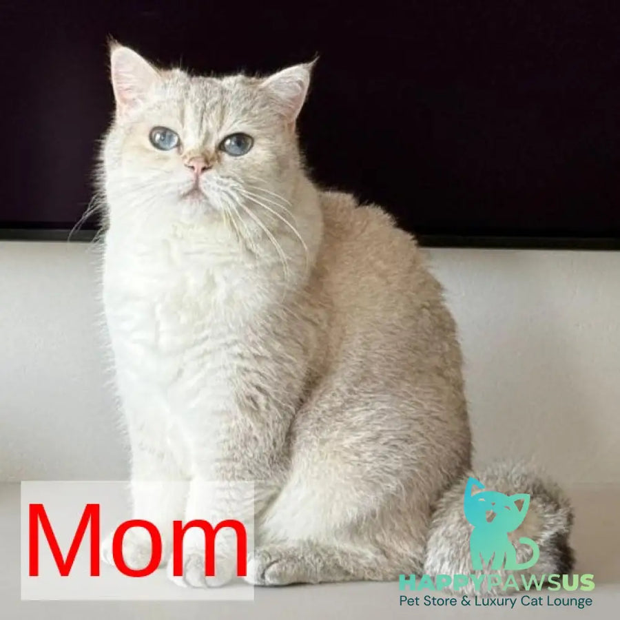 Kabachok British Shorthair male black golden shaded - live animals