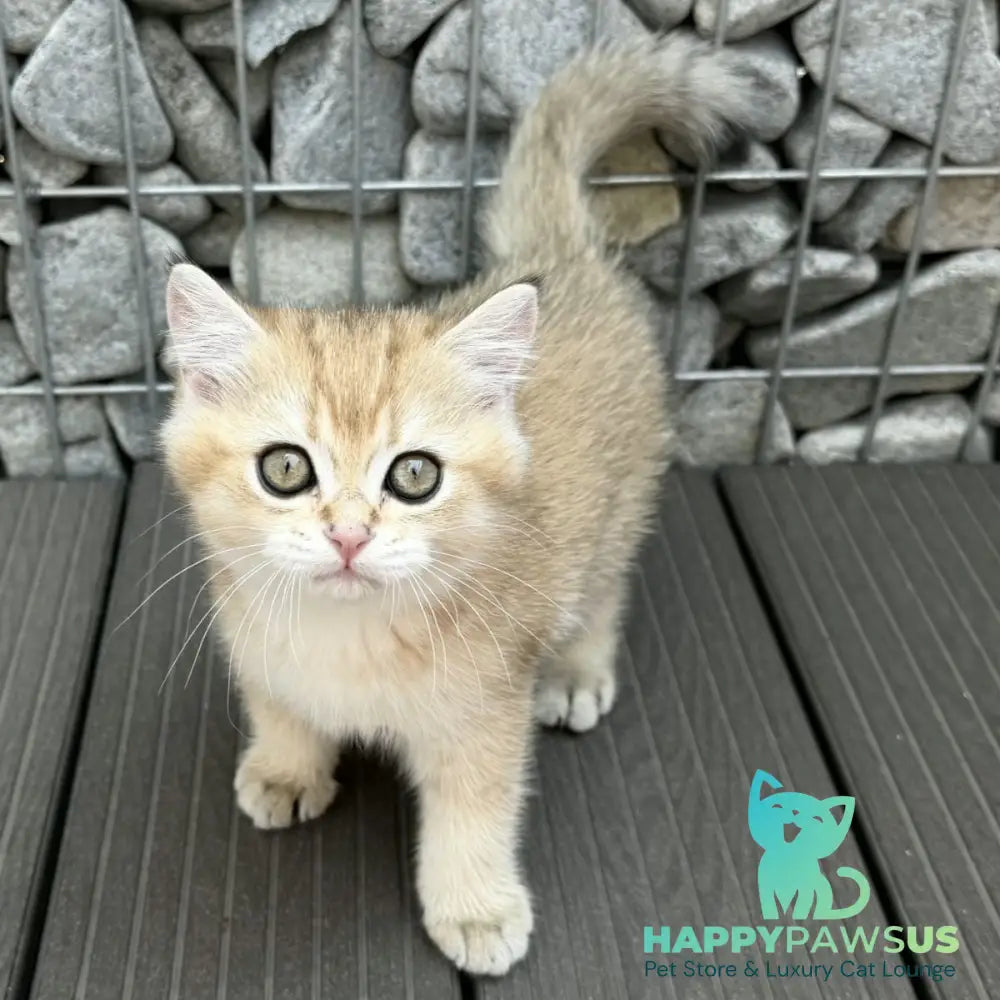 Kabachok British Shorthair male black golden shaded - live animals