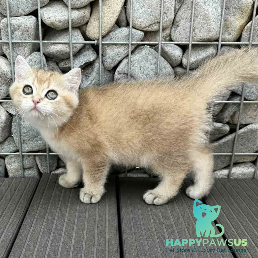 Kabachok British Shorthair male black golden shaded - live animals