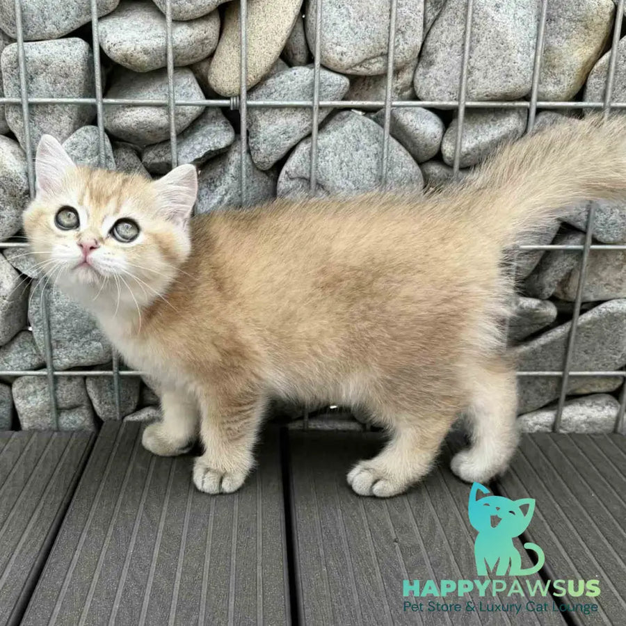 Kabachok British Shorthair male black golden shaded - live animals