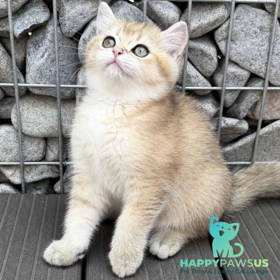Kabachok British Shorthair male black golden shaded - live animals