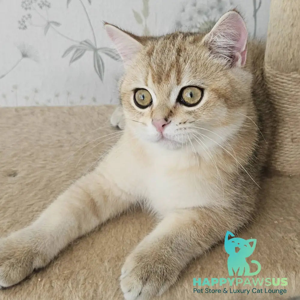 Kabachok British Shorthair male black golden shaded - live animals
