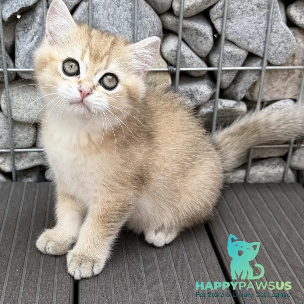 Kabachok British Shorthair male black golden shaded - live animals