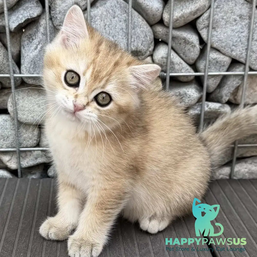 Kabachok British Shorthair male black golden shaded - live animals