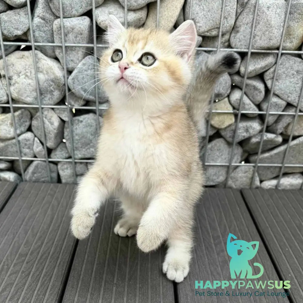 Kabachok British Shorthair male black golden shaded - live animals