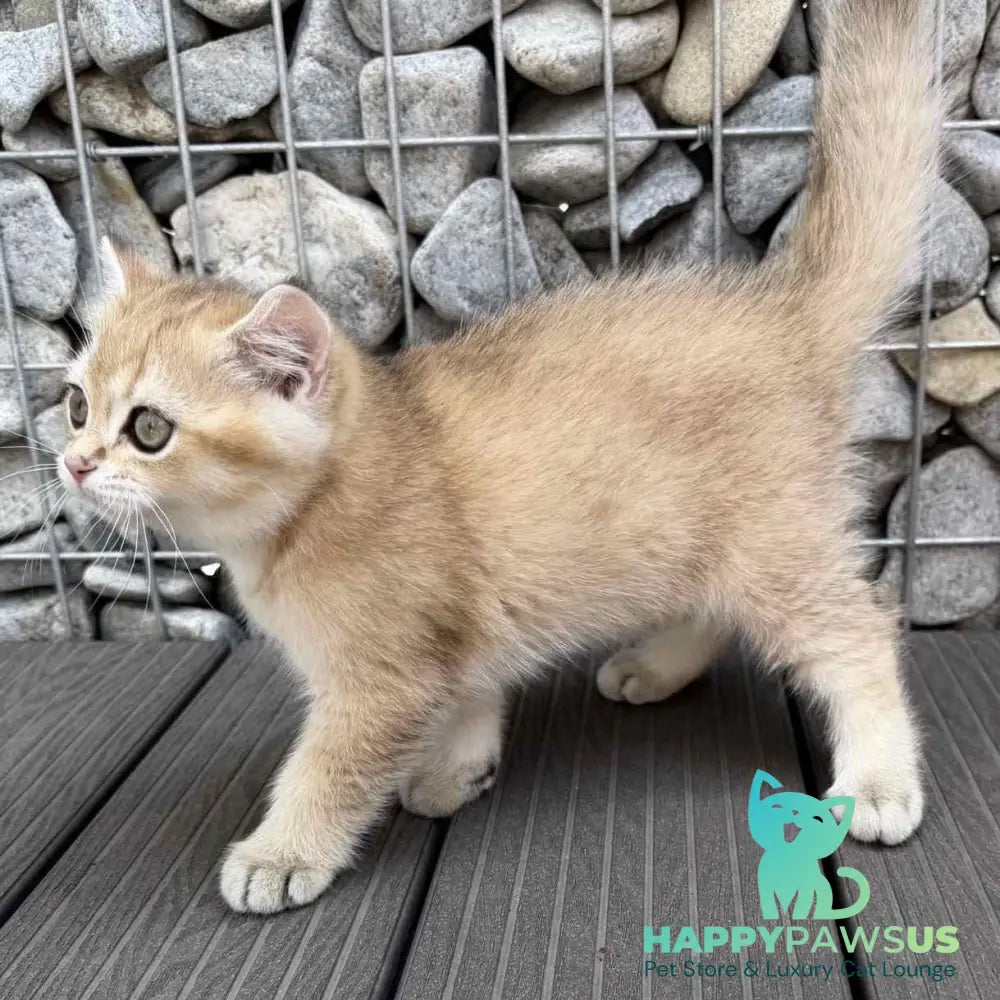 Kabachok British Shorthair male black golden shaded - live animals