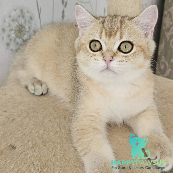 Kabachok British Shorthair male black golden shaded - live animals