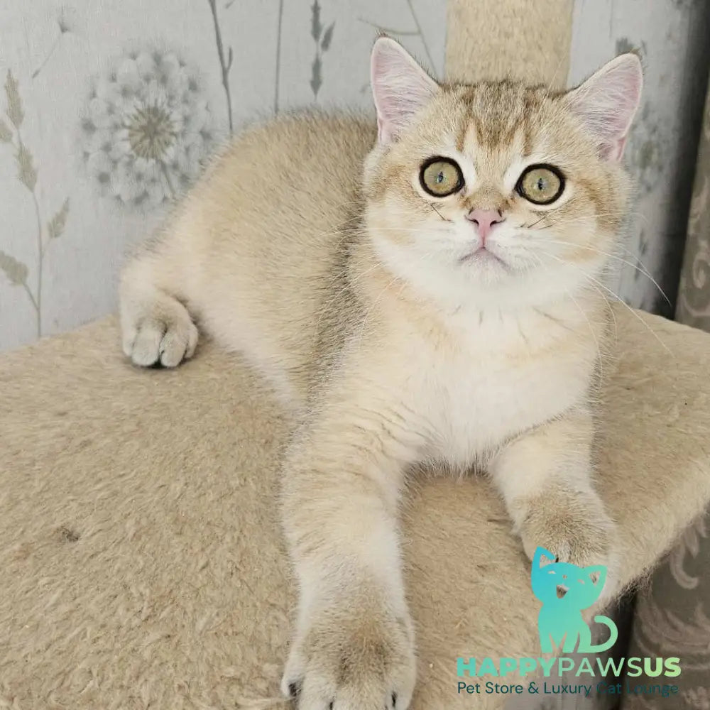 Kabachok British Shorthair male black golden shaded - live animals