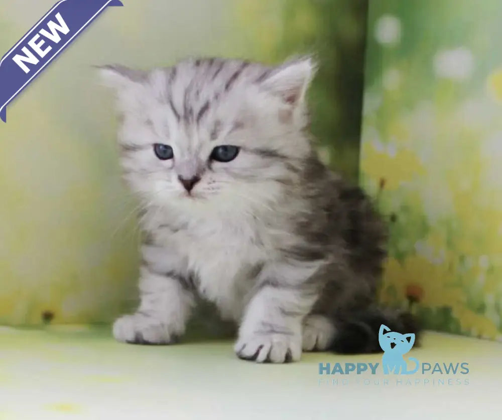 Kadet Siberian male black silver tabby - live animals