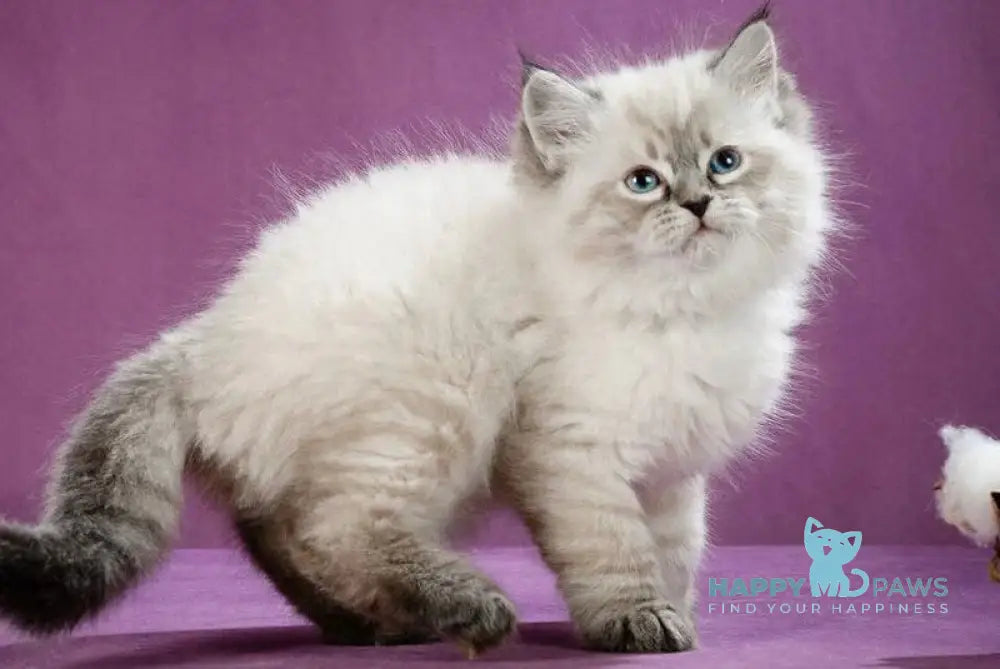 Kafka Siberian male black tabby pointed live animals