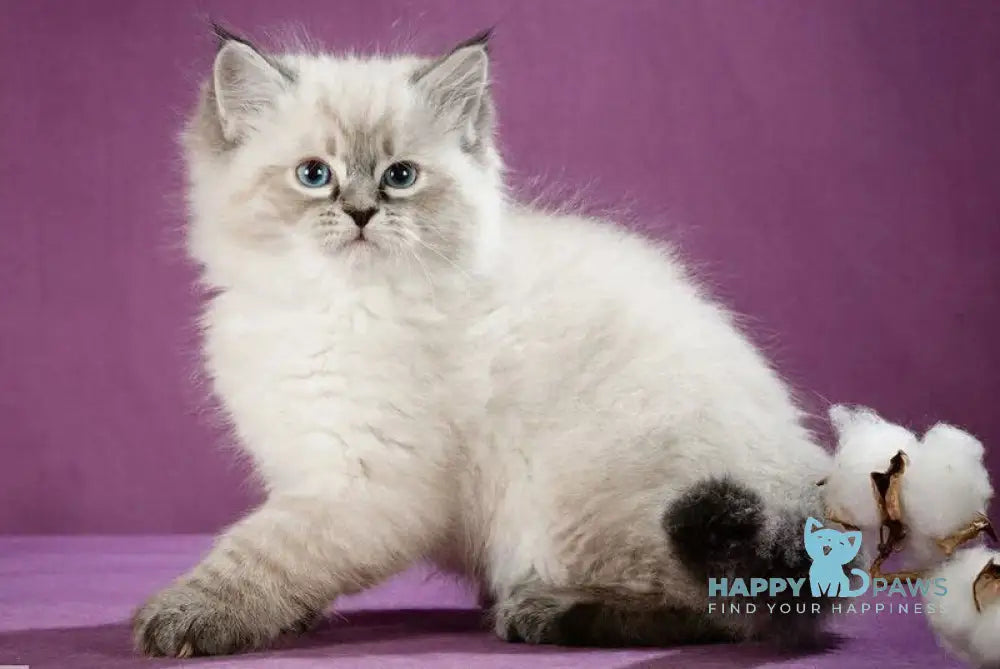 Kafka Siberian male black tabby pointed live animals