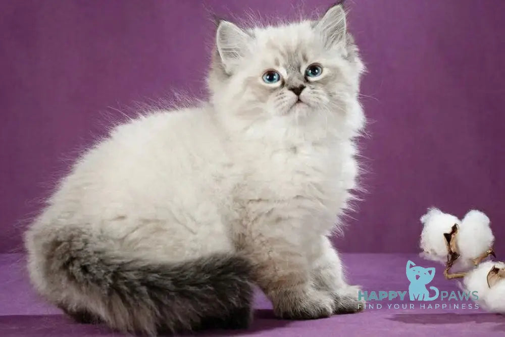 Kafka Siberian male black tabby pointed live animals