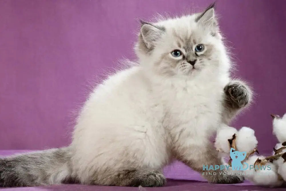 Kafka Siberian male black tabby pointed live animals