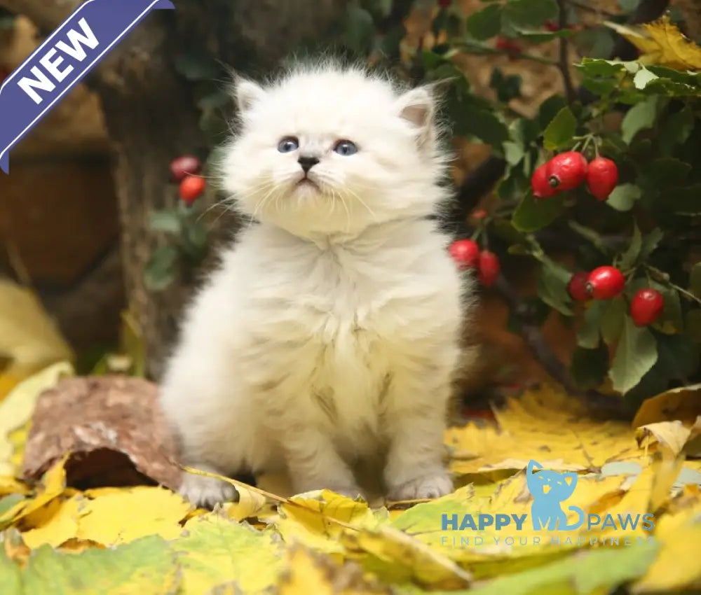 Kahava Siberian female seal tabby pointed live animals
